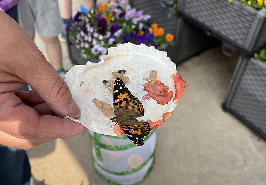 Butterflies, bumble bees, and…sharks?