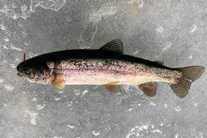 rainbow trout caught by Mr. Ron while fly fishing in February