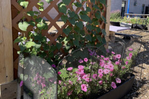 Summer Garden Update