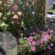 Summer Garden Update