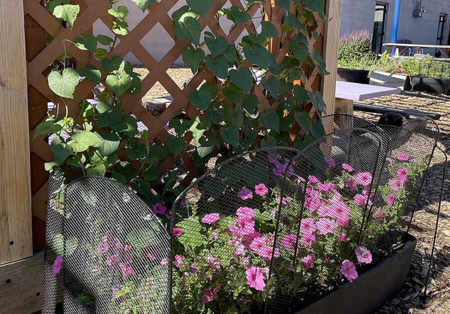 Summer Garden Update