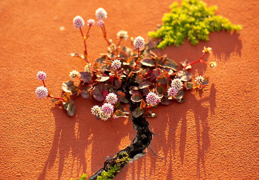 photo by Nathália Arantes via unsplash