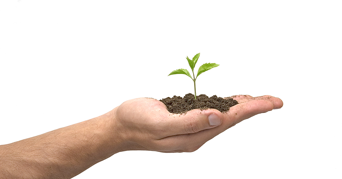 seedling